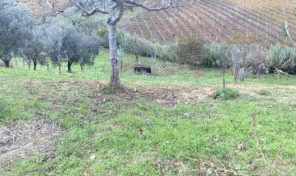 T/VAG11  VENDESI A VASTO (CH) TERRENO AGRICOLO VICINISSIMO ALLA CITTA