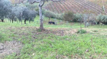 T/VAG11  VENDESI A VASTO (CH) TERRENO AGRICOLO VICINISSIMO ALLA CITTA