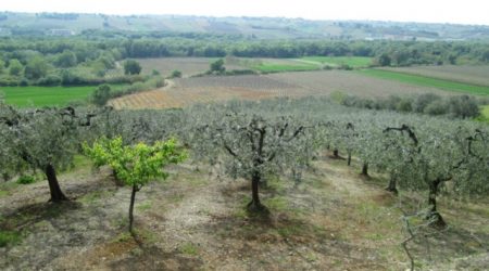 T/VAG12 VENDESI A VASTO TERRENO AGRICOLO