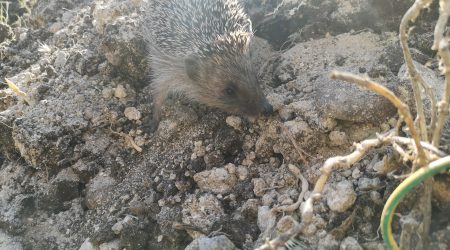 T/VED24  A VASTO (CH) VENDESI LOTTO DI TERRENO AGRICOLO PIANEGGIANTE DI 1100 MQ NELL’AREA URBANA