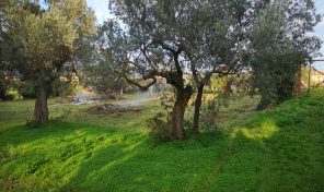T/VED24  A VASTO (CH) VENDESI LOTTO DI TERRENO AGRICOLO PIANEGGIANTE DI 1100 MQ NELL’AREA URBANA T/VED24  A VASTO (CH) VENDESI LOTTO DI TERRENO AGRICOLO PIANEGGIANTE DI 1100 MQ NELL’AREA URBANA