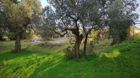 T/VED2 TERRENO AGRICOLO PIANEGGIANTE (DIETRO DISTRIBUTORE PORTOBELLO) CONFINANTE CON STRADA ASFALTATA VIA CATELLI, CON ALBERI DI ULIVO IN CENTRO ABITATO   