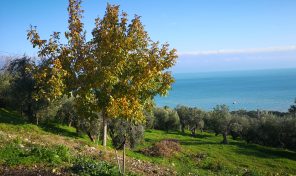 RIF: T/VED5 A VASTO (CH) VENDE TERRENO EDIFICABILE DI MQ 1.250, REALIZZABILI MC 5.000 (MQ 1.666) – DI PRONTO INTERVENTO