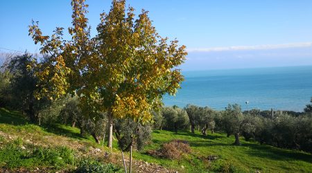 RIF: T/VED5 A VASTO (CH) VENDE TERRENO EDIFICABILE DI MQ 1.250, REALIZZABILI MC 5.000 (MQ 1.666) – DI PRONTO INTERVENTO